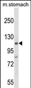 Mouse St18 Antibody(N-term)