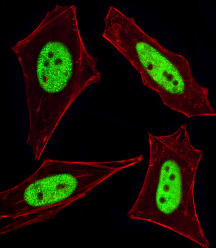 Cellular Apoptosis Susceptibility Antibody (C-term)