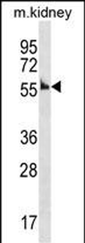 Mouse Ccna1 Antibody (Center)
