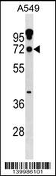 ZNF805 Antibody (N-term)