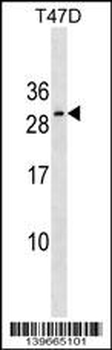 RNF223 Antibody (Center)