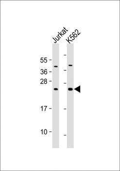 PMF1 Antibody (Center)