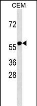 RNF31 Antibody (C-term)