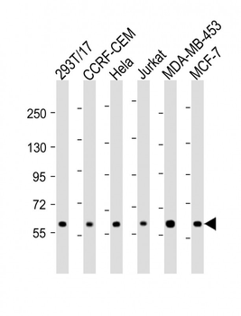 RNF31 Antibody (C-term)