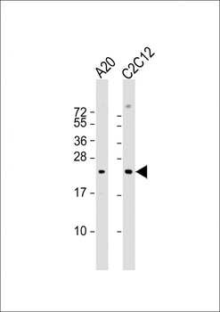 Mouse BAD Antibody (Center S134)