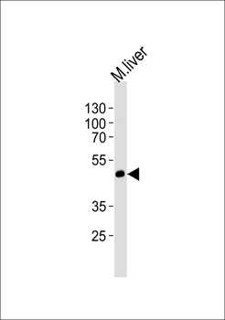 Mouse Shb Antibody (C-term)