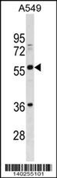 BTN2A3 Antibody (Center)