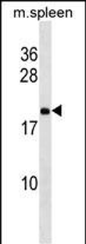 Mouse Rpl9 Antibody (Center)