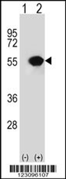 RUVBL1 Antibody