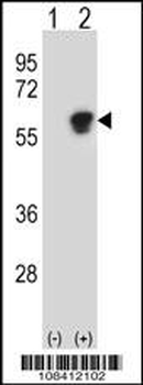 NAP1L1 Antibody (C-term)