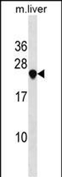 USE1 Antibody (N-term)