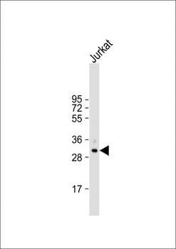 USE1 Antibody (N-term)