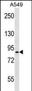 PANX2 Antibody (C-term)