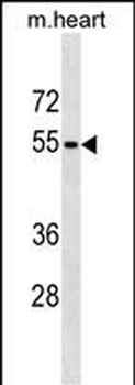 RHCG Antibody (Center)