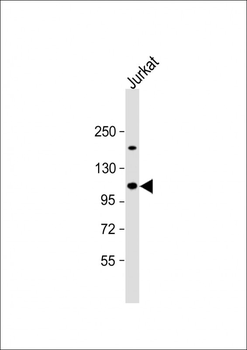 UBAP2L Antibody (Center)