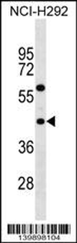 TAS2R3 Antibody (C-term)