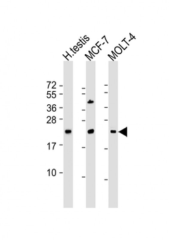 STAG3L1 Antibody (Center)