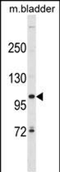 SCUBE3 Antibody (Center)