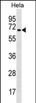 TRAF3IP2 Antibody (C-term)
