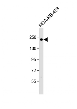 ERBB2 Antibody (Center S728)