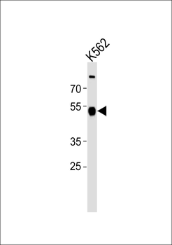 ZNF500 Antibody (N-term)