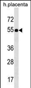 FZR1 Antibody (N-term)