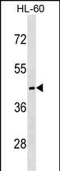 MC5R Antibody (C-term)