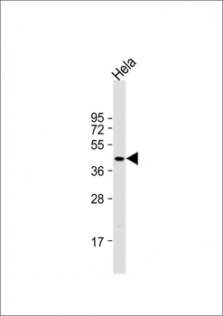 MC5R Antibody (C-term)