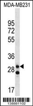 LRRC3C Antibody (C-term)