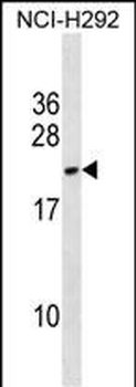 DYDC2 Antibody (C-term)