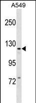 KIT Antibody (Center T354)