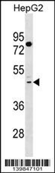 TAS2R41 Antibody (N-term)