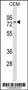 NRXN3 Antibody (C-term)