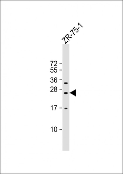 KLRF2 Antibody (N-term)
