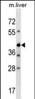 Mouse Avpr1b Antibody (Center)