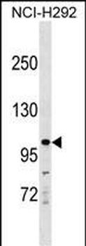 KIT Antibody (Center Y362)