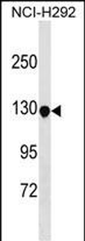 KIT Antibody (Center T274 )