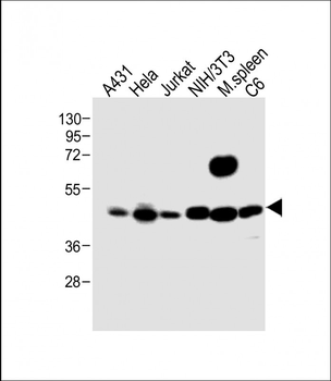 MEK1 Antibody (Center S217/221)
