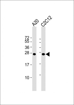 mouse BAD Antibody (Center S112/S111/Y113)