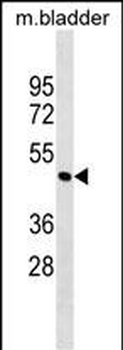 Mouse Parva Antibody (N-term)