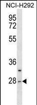 CTRL Antibody (Center)