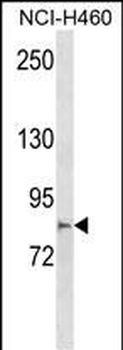MCTP2 Antibody (N-term)