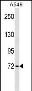 KBTBD7 Antibody (Center)