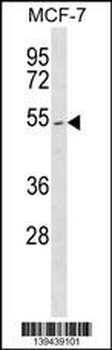 PTEN Antibody (Center S385)