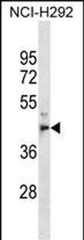 MPPE1 Antibody (C-term)