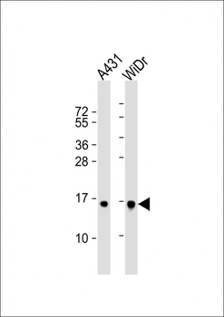 H2BFS Antibody (Center)