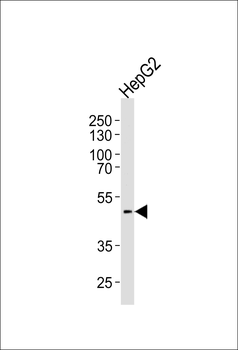 HHCM Antibody (C-term)