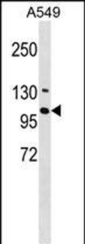 RNF111 Antibody (N-term)