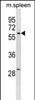 ZWILCH Antibody (C-term)