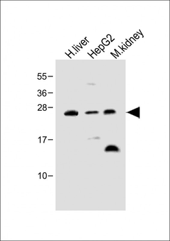 Erythropoietin Antibody